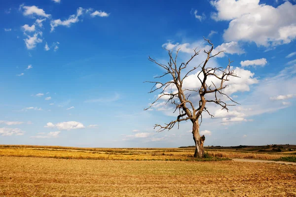 Árbol muerto en el campo y cielo azul — Foto de Stock