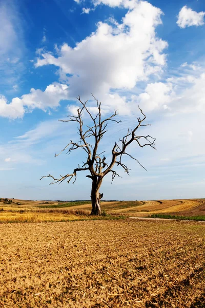 Árbol muerto en el campo y cielo azul — Foto de Stock