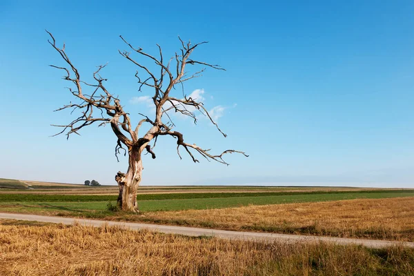 Árbol muerto en el campo con carretera y cielo azul — Foto de Stock