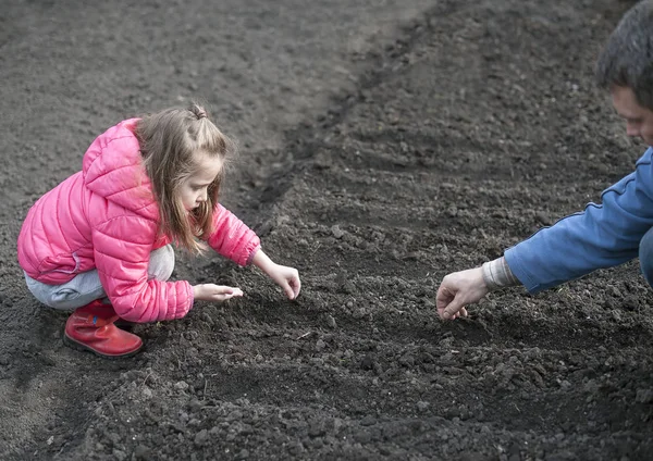 Μικρό παιδί κορίτσι, βοηθώντας τον πατέρα της να φυτέψει τους σπόρους στον κήπο — Φωτογραφία Αρχείου