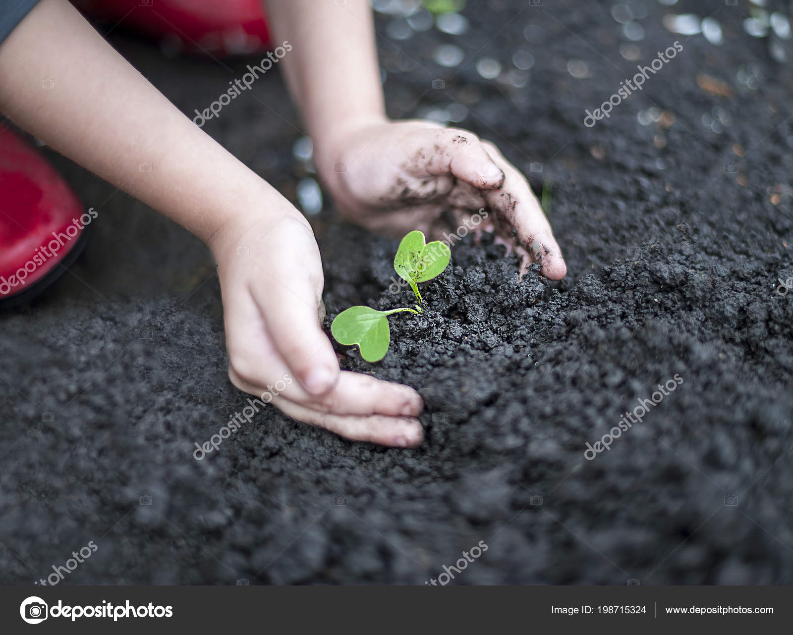 https://st4.depositphotos.com/16849182/19871/i/1600/depositphotos_198715324-stock-photo-baby-hands-are-planting-the.jpg