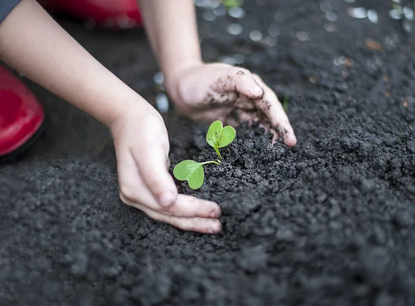 Baby hands are planting the seedlings into the soil Caring for a new life. The child\'s hands. Selective focus. Earth day holiday. World Environment Day. Care and save world concept