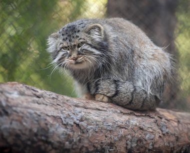 Pallas kedisi (Otocolobus manul). Manul otlaklar ve Orta Asya-dağ bozkırlarında yaşıyor. Şirin tüylü yetişkin manul portresi bir ağaç dalları üzerinde oturuyor