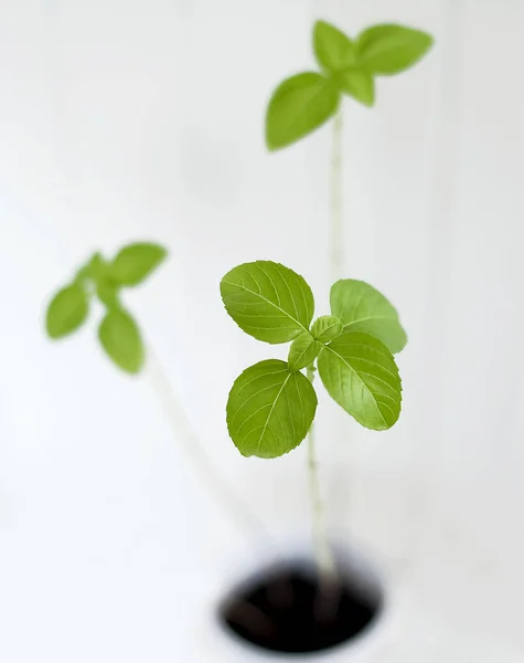 Basileios (Ocimum basilicum), kemangi besar atau Saint Josephs-wort, adalah ramuan kuliner dari keluarga Lamiaceae (Mints). Tanaman kemangi hijau segar untuk memasak sehat, rempah-rempah dan rempah-rempah — Stok Foto