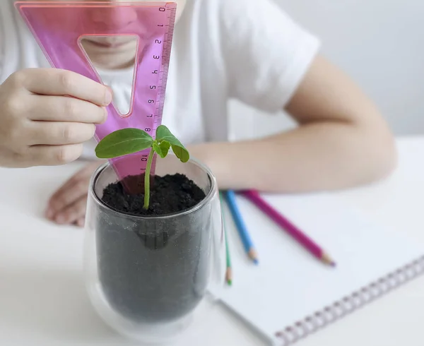 Schoolgirl in a biology or botany class measure a sprouted green plant with a ruler. ucumber leaves. Growing plants. Child writing data into questionnaire. Environmental education. Ecology concept