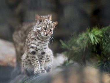 Pars bengal kedisi. Prionailurus Felis bengalensis euptilura - vahşi hayvan tropikal yağmur ormanlarında, Güney Doğu Asya canlı. Küçük kaplan memeli. Sevimli küçük kedi yavrusu bir ağaç dalları üzerinde oturuyor