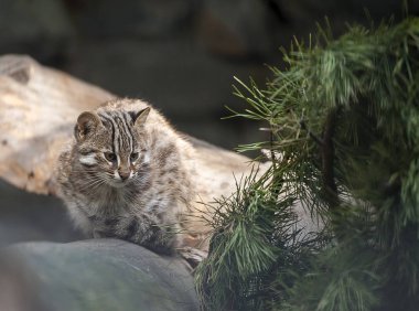 Pars bengal kedisi. Prionailurus Felis bengalensis euptilura - vahşi hayvan tropikal yağmur ormanlarında, Güney Doğu Asya canlı. Küçük kaplan memeli. Sevimli küçük kedi yavrusu bir ağaç dalları üzerinde oturuyor