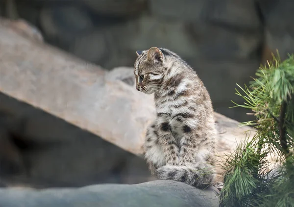 Leoparden-Bengalkatze. prionailurus felis bengalensis euptilura - wilde Tiere leben im tropischen Regenwald Südostasiens. kleines Tigersäugetier. Niedliches kleines Kätzchen sitzt auf den Ästen eines Baumes — Stockfoto