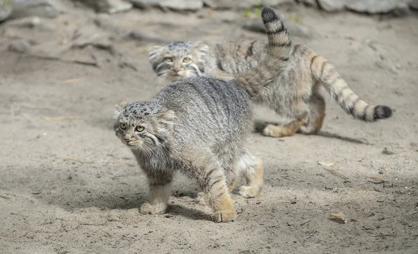 Il gatto di Pallade (Otocolobus manul), chiamato anche manul. Ritratto ravvicinato di due gattini manul carino — Foto Stock
