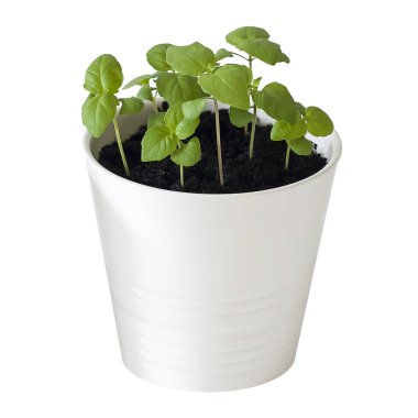 Basil (Ocimum bazilicum), lamiaceae familyasından bir fesleğen türü. Provenkal bitkiler. Sağlıklı yiyecekler. Bahçe konsepti