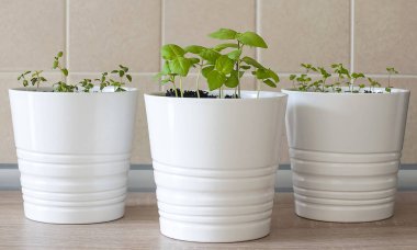 Taze otlar fesleğen (Ocimum basilicum), mercanköşk (Origanum majorana) ve kekik (Thymus vulgaris) ile döşenmiş duvar mutfak masasının üzerinde beyaz tencere. Provence otlar. Sağlıklı gıda. Bahçe kavramı