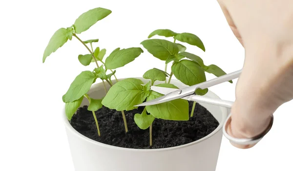 Fesleğen (Ocimum basilicum), büyük fesleğen veya Saint-Joseph's-otu çiçek tencerede. Beyaz arka plan bitki yapraklarından alarak adamın elini. Makas kesim taze mutfak otlar. Bahçe kavramı