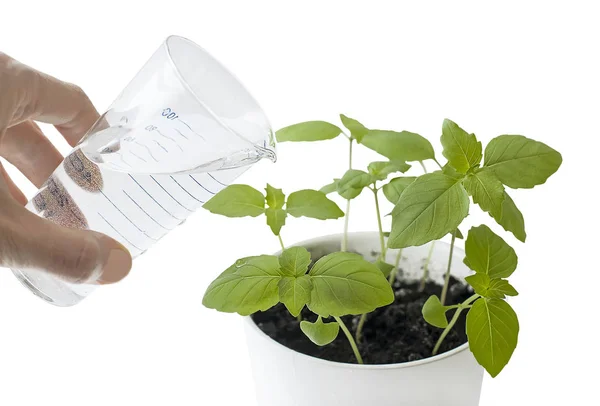 Bazylia (Ocimum basilicum), Bazyli wielki lub Saint-Joseph-brzeczki w doniczce. Ręka, pielęgnowaniu i podlewanie rośliny młode baby, rosnących na żyznych glebach z białym tłem. Koncepcja ogrodnictwo — Zdjęcie stockowe