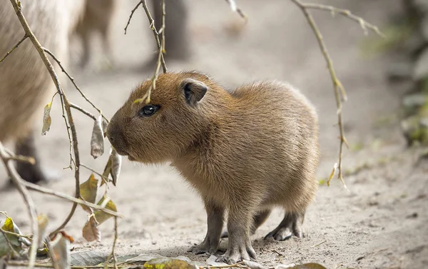 Εσωτερικη πορτρέτο του ένα χαριτωμένο μωρό capybara (Hydrochoerus hydrochaeris) — Φωτογραφία Αρχείου