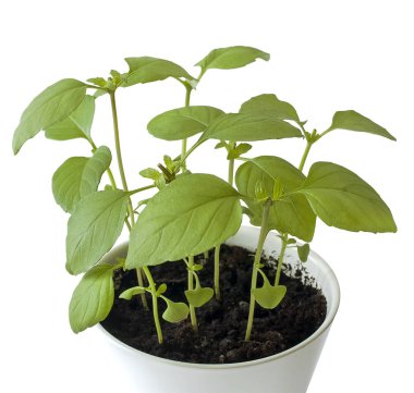 Basil (Ocimum bazilicum), lamiaceae familyasından bir fesleğen türü. Provenkal bitkiler. Sağlıklı yiyecekler. Bahçe konsepti