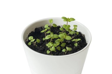 Mentha (nane, Mintha) fidan tencerede. Çok genç bitkiler. Bahçe kavramı. Beyaz arka plan