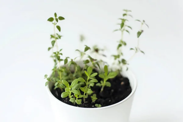 Thymus vulgaris (κοινό θυμάρι, γερμανικό θυμάρι, θυμάρι Κήπος) και δενδρολίβανο (Rosmarinus officinalis) σπορόφυτα στο λευκό δοχείο. Πράσινο αρωματικό βότανο, νεαρά φυτά, φύλλα. Κηπουρική έννοια. Υγιεινά τρόφιμα — Φωτογραφία Αρχείου