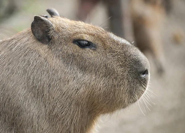 Närbild porträtt av en söt capybara (Hydrochoerus hydrochaeris) — Stockfoto