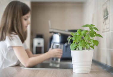 Küçük kız su ve sulama tesisi Basil (Ocimum basilicum) ile şeffaf bir cam tutuyor. Yeni bir hayata bakmakta. Verimli toprakta büyüyen genç bebek bitkilerinin el beslenmesi. Bahçe konsepti