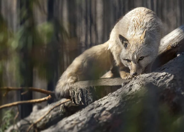 Una volpe corsac (Vulpes corsac) sdraiata su un tronco d'albero. Conosciuto anche come corsac o steppa volpe — Foto Stock