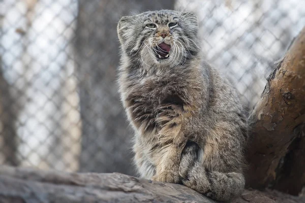 Pallas's cat (Otocolobus manul). Manul is living in the grasslands and montane steppes of Central Asia. Portrait of cute furry adult manul is sitting on the branches of a tree — Stock Photo, Image