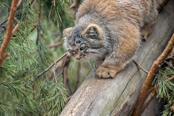 パラスの猫(オトコロブス・マヌル)。マヌルは中央アジアの草原とモンタンの草原に住んでいます。木の枝にかわいい毛皮の大人のマナー — ストック写真