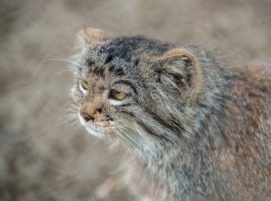 Pallas kedisi (Otocolobus manul) Orta Asya'nın otlakve montane bozkırlarında yaşıyor. Sevimli tüylü vahşi kedi yavrusu portresi, yakın çekim. Kabarık canavar. Hayvanlar yaşam