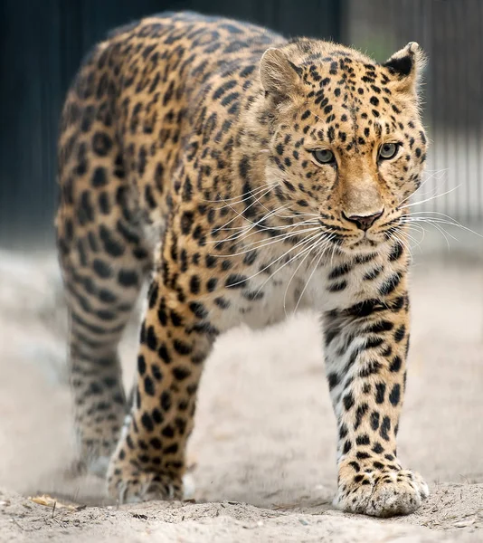 Взрослый Амур (Panthera pardus orientalis). Вид леопарда, обитающий на юго-востоке России и северо-востоке Китая, и включённый в список находящихся под угрозой исчезновения — стоковое фото