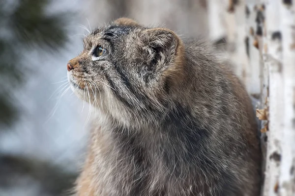 Pallas ' s Cat (Otocolobus manul) som bor i gräsmarker och montane stäpper i Central Asien. Porträtt av en söt lurviga vild kattunge, närbild. Fluffigt monster — Stockfoto