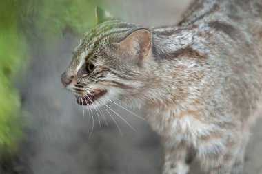 Leopar bengal kedisi. Prionailurus Felis bengalensis euptilura - tropikal yağmur ormanlarında yaşayan vahşi bir hayvan, Güneydoğu Asya. Küçük kaplan memelisi