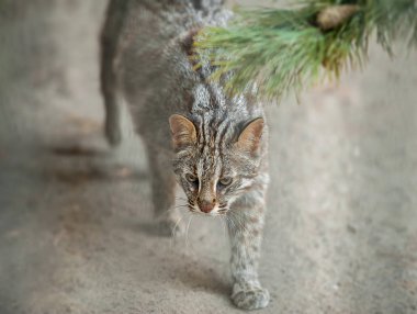 Leopar bengal kedisi. Prionailurus Felis bengalensis euptilura - tropikal yağmur ormanlarında yaşayan vahşi bir hayvan, Güneydoğu Asya. Küçük kaplan memelisi