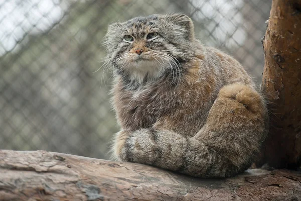 Pallas macskája (Otocolobus manul). Manul Közép-Ázsia gyepén és hegyvidékén él. Aranyos szőrös felnőtt manul az ágak egy fa — Stock Fotó
