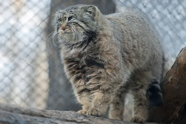 Pusztai macska (Otocolobus manul). Manul él a gyepek és a hegyvidéki pusztáin Közép-Ázsiában. Aranyos szőrös felnőtt manul portréja ül egy fa ága — Stock Fotó