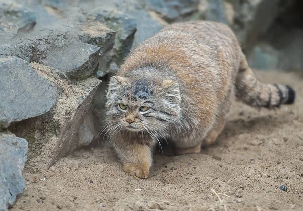 Кошка Палласа (Otocolobus manul). Манул живет в лугах и горных степях Центральной Азии. Милый пушистый взрослый манул на ветвях дерева — стоковое фото