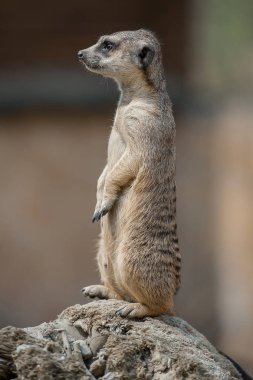 Meerkat (Suricata suricatta). Nadir ve nesli tükenmekte olan hayvanları koruma programı.