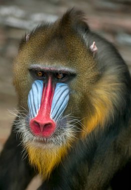 Mandrill 'in portresi, Mandrillus Sfenks, eski dünya maymun ailesinin primatı