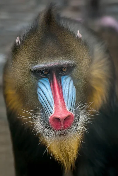 Retrato de Mandrill, Mandrillus sphinx, primate de la familia de monos del Viejo Mundo — Foto de Stock