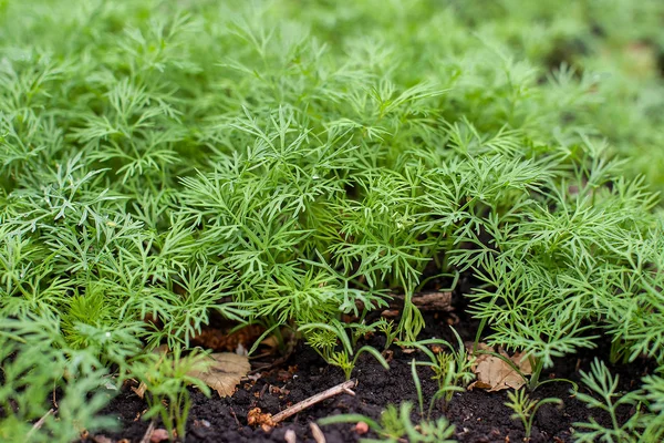 신선 한 딜 (Anethum graveolens) 이 야채 침대에서 자란다. 연간 초본, 과 (科). 신선 한 허브를 기르고 있어요. 텃밭 의식 물, 건강에 좋은 식품의 개념을 생산하기 위한 생태학적 농업 — 스톡 사진