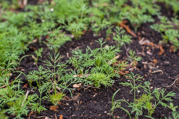 Färsk dill (Anethum graveolens) som växer på grönsakssängen. Ärlig ört, familjen Apiaceae. Odlar färska örter. Gröna växter i trädgården, ekologiskt jordbruk för att producera hälsosam mat koncept — Stockfoto