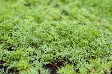 Taze dereotu (Anethum graveolens) sebze yatağında yetişir. Yıllık bitki, Apiaceae ailesi. Taze otlar yetiştiriyoruz. Bahçedeki yeşil bitkiler, sağlıklı gıda konsepti üretmek için ekolojik tarım
