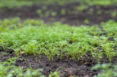 Taze dereotu (Anethum graveolens) sebze yatağında yetişir. Yıllık bitki, Apiaceae ailesi. Taze otlar yetiştiriyoruz. Bahçedeki yeşil bitkiler, sağlıklı gıda konsepti üretmek için ekolojik tarım