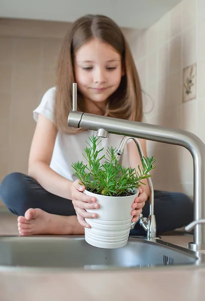 La niña está sosteniendo una olla con Rosmarinus officinalis (romero) y regando plantas jóvenes. Cuidando de una nueva vida. Manos de niño. Enfoque selectivo. Día de la Tierra concepto de vacaciones. Día Mundial del Medio Ambiente — Foto de Stock