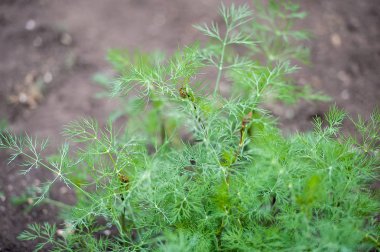 Taze dereotu (Anethum graveolens) sebze yatağında yetişir. Yıllık bitki, Apiaceae ailesi. Taze otlar yetiştiriyoruz. Bahçedeki yeşil bitkiler, sağlıklı gıda konsepti üretmek için ekolojik tarım