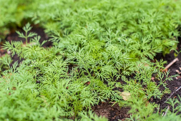 Свежий укроп (Anethum graveolens), растущий на растительном ложе. Ежегодная трава, семейство апиевые. Выращиваю свежие травы. Зеленые растения в саду, экологическое сельское хозяйство для производства здоровой концепции питания — стоковое фото