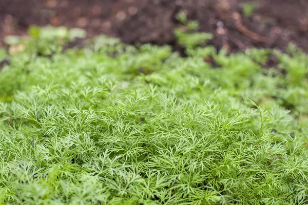 Свежий укроп (Anethum graveolens), растущий на растительном ложе. Ежегодная трава, семейство апиевые. Выращиваю свежие травы. Зеленые растения в саду, экологическое сельское хозяйство для производства здоровой концепции питания — стоковое фото