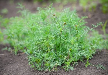 Taze dereotu (Anethum graveolens) sebze yatağında yetişir. Yıllık bitki, Apiaceae ailesi. Taze otlar yetiştiriyoruz. Bahçedeki yeşil bitkiler, sağlıklı gıda konsepti üretmek için ekolojik tarım