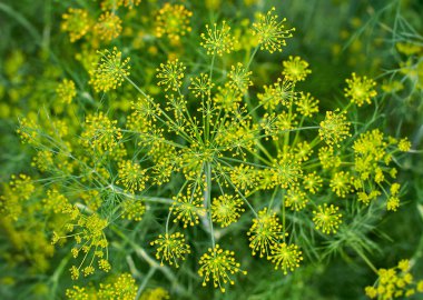 Taze dereotu (Anethum graveolens) sebze yatağında yetişir. Yıllık bitki, Apiaceae ailesi. Taze otlar yetiştiriyoruz. Bahçedeki yeşil bitkiler, sağlıklı gıda konsepti üretmek için ekolojik tarım