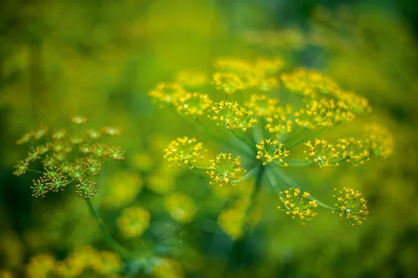 Eneldo fresco (Anethum graveolens) creciendo en el lecho vegetal. Hierba anual, familia Apiaceae —  Fotos de Stock