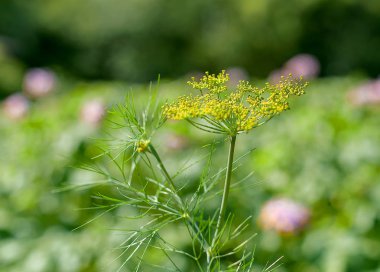 Taze dereotu (Anethum graveolens) sebze yatağında yetişir. Yıllık bitki, Apiaceae ailesi. Taze otlar yetiştiriyoruz. Bahçedeki yeşil bitkiler, sağlıklı gıda konsepti üretmek için ekolojik tarım
