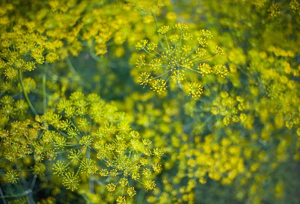 Čerstvý kohout (Anethum graveolens), který roste na rostlinném záhonu. Roční bylina, čeledi Apiaceae. Pěstování čerstvých bylin. Zelené rostliny na zahradě, ekologické zemědělství pro výrobu zdravé výživy — Stock fotografie
